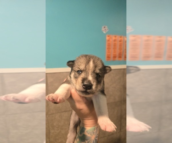 Medium Photo #3 Siberian Husky Puppy For Sale in FORT PLAIN, NY, USA