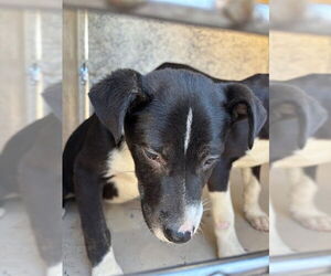 Mutt Dogs for adoption in Oklahoma City, OK, USA