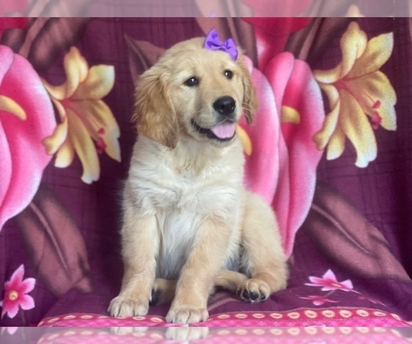 Medium Photo #4 Golden Retriever Puppy For Sale in LAKELAND, FL, USA