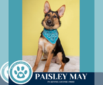 Small #1 Collie-German Shepherd Dog Mix