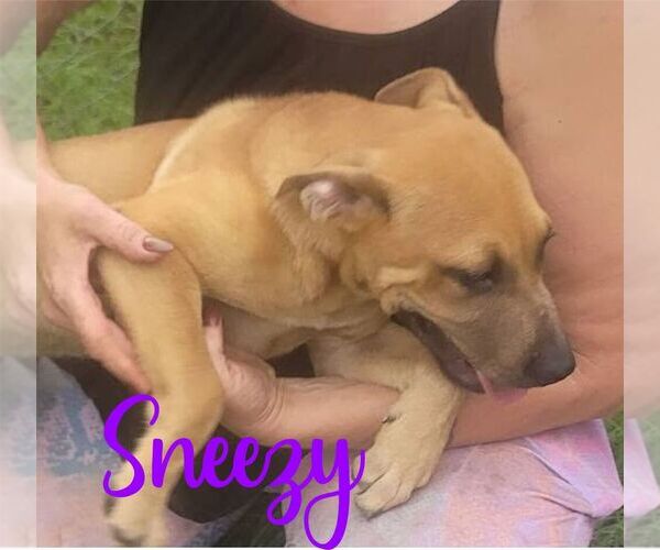 Medium Photo #8 Mutt Puppy For Sale in FRAMINGHAM, MA, USA