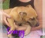 Small #7 Mutt