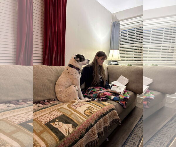 Medium Photo #18 Labrador Retriever-Unknown Mix Puppy For Sale in Rustburg, VA, USA