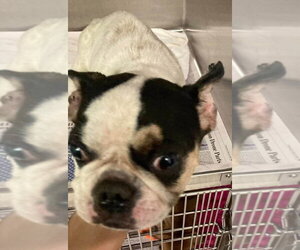 Elle (GA) - Female Boston Terrier-Unknown Mix Dog for Adoption - Photo #3