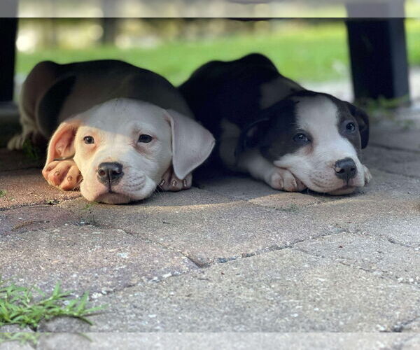 Medium Photo #10 American Pit Bull Terrier-Unknown Mix Puppy For Sale in Derwood, MD, USA