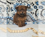 Small #2 Pomeranian-Poodle (Toy) Mix