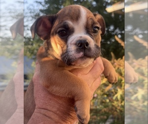 Bulldog Puppy for sale in WILLIAMSPORT, PA, USA