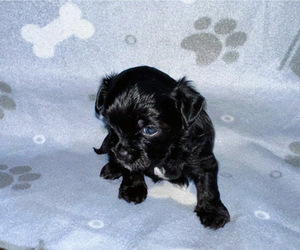 Shorkie Tzu Puppy for sale in RUTHER GLEN, VA, USA