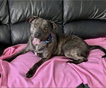 Small #1 Mutt