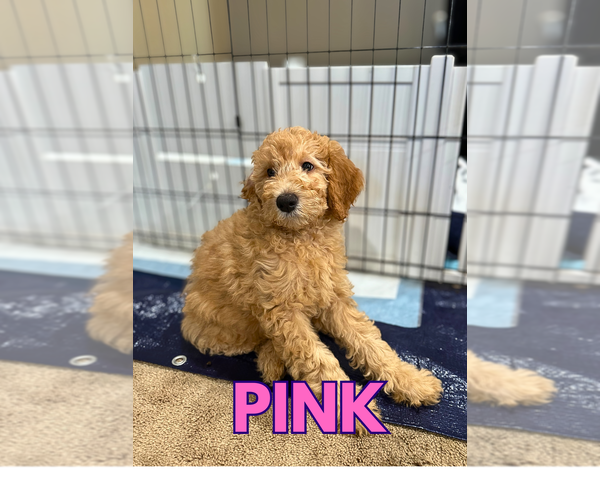 Medium Photo #3 Goldendoodle Puppy For Sale in WHITE PLAINS, MD, USA