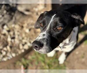 Labrador Retriever Dogs for adoption in Tulsa, OK, USA