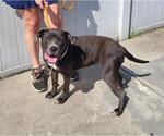 Small American Pit Bull Terrier