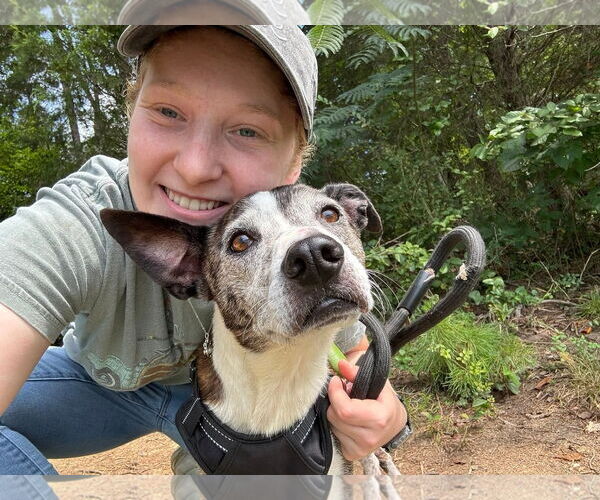 Medium Photo #4 Mutt Puppy For Sale in Thomasville, NC, USA