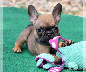 French Bulldog Litter for sale in WINNSBORO, TX, USA