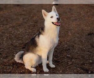 Siberian Husky-Unknown Mix Dogs for adoption in Santa Cruz, CA, USA