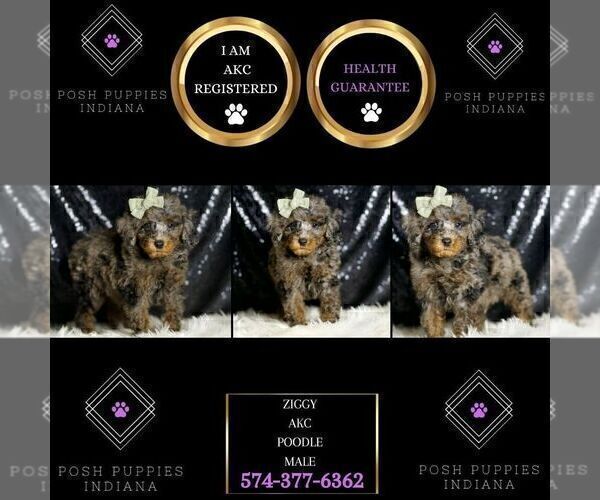 Medium Photo #5 Poodle (Miniature) Puppy For Sale in WARSAW, IN, USA