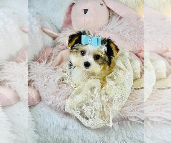 Medium Photo #19 Yorkshire Terrier Puppy For Sale in LANCASTER, PA, USA