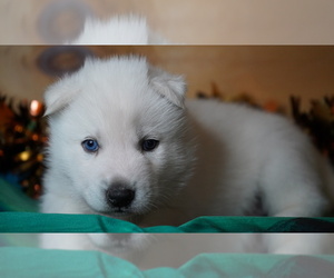 Siberian Husky Puppy for sale in FORT PLAIN, NY, USA