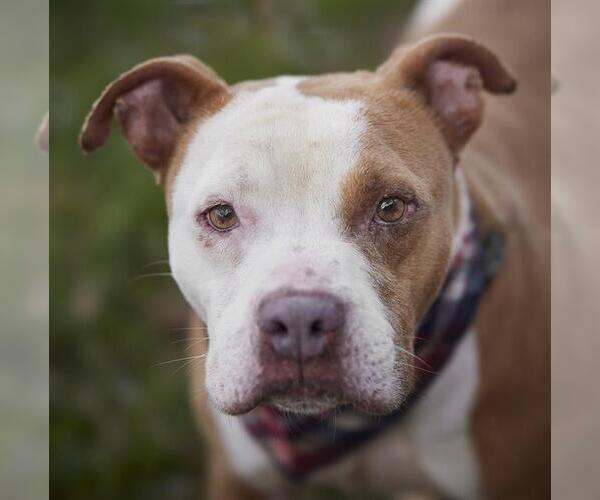 Medium Photo #2 Staffordshire Bull Terrier Puppy For Sale in Rosenberg, TX, USA