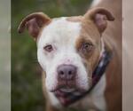 Small #1 Staffordshire Bull Terrier