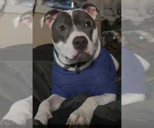 Niles - Male American Pit Bull Terrier Dog for Adoption - Photo #4