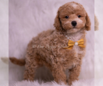 Small Photo #41 Poodle (Miniature) Puppy For Sale in WARSAW, IN, USA