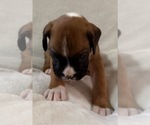 Small Photo #22 Boxer Puppy For Sale in ALLEGHENY, PA, USA