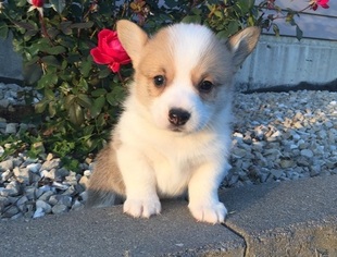Pembroke Welsh Corgi Puppy for sale in SAN GABRIEL, CA, USA