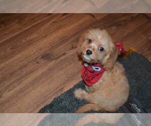 Cavapoo Puppy for sale in WARRENSBURG, MO, USA