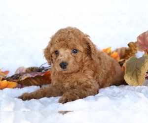 Cavapoo Puppy for sale in SHILOH, OH, USA