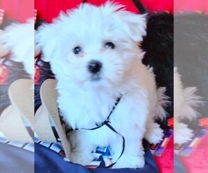 Maltese Puppy for Sale in PISCATAWAY, New Jersey USA