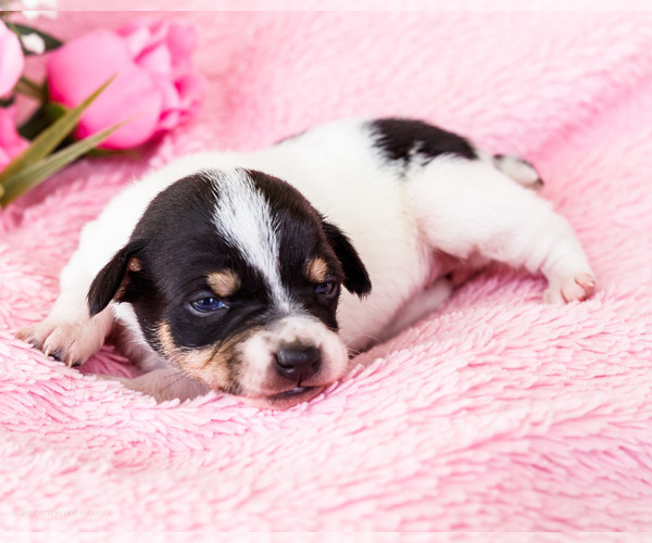 Medium Photo #18 Fox Terrier (Smooth)-Fox Terrier (Toy) Mix Puppy For Sale in WAKARUSA, IN, USA