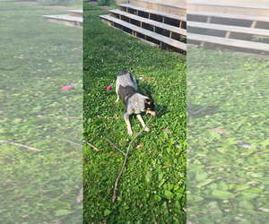 Penelope - Female Mutt Dog for Adoption - Photo #7
