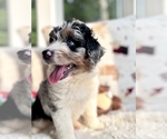 Puppy Skye Aussiedoodle