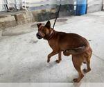 Small German Shepherd Dog Mix