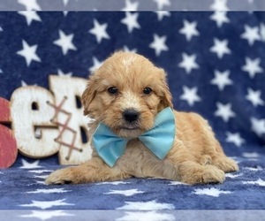 Goldendoodle Puppy for sale in LANCASTER, PA, USA