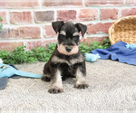 Small #9 Schnauzer (Miniature)
