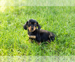 Small #2 Dachshund