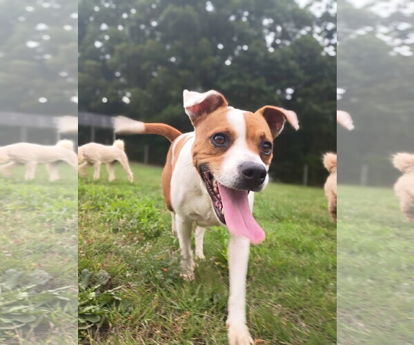 Medium Photo #6 Jack Russell Terrier-Unknown Mix Puppy For Sale in Pacolet, SC, USA
