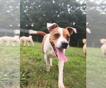 Small #5 Jack Russell Terrier Mix