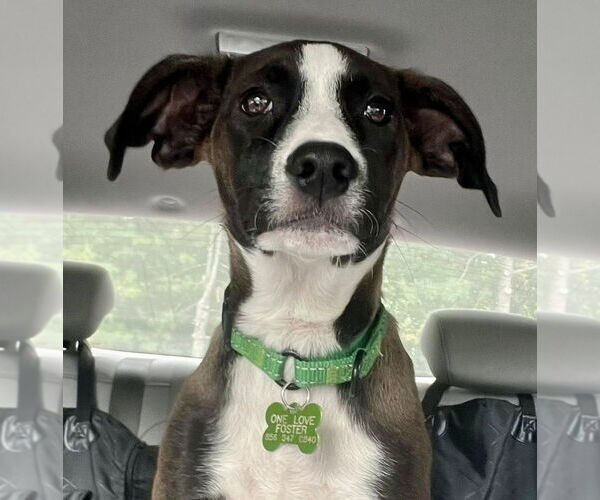 Medium Photo #15 Mutt Puppy For Sale in Mount Laurel, NJ, USA