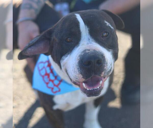 Medium Photo #1 American Staffordshire Terrier Puppy For Sale in San Antonio, TX, USA