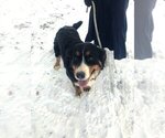 Small Photo #1 Bernese Mountain Dog Puppy For Sale in AUGUSTA, WV, USA