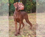 Small #8 Labrador Retriever Mix