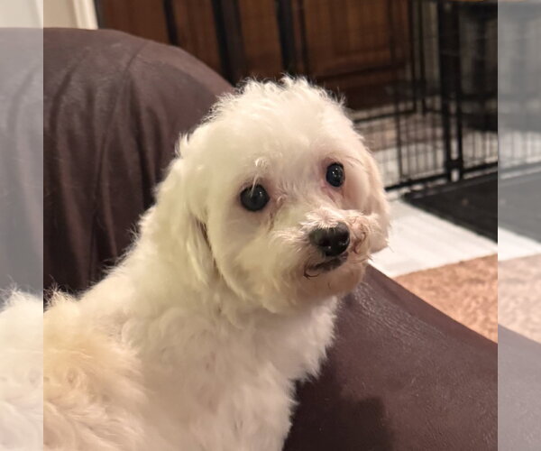Medium Photo #5 Maltese Puppy For Sale in Pottstown, PA, USA