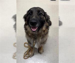 German Shepherd Dog Dogs for adoption in Baytown, TX, USA