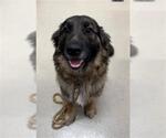 Small German Shepherd Dog