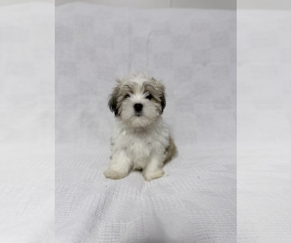 Medium Photo #1 Mal-Shi Puppy For Sale in NAPLES, FL, USA