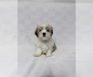 Mal-Shi Puppy for sale in NAPLES, FL, USA