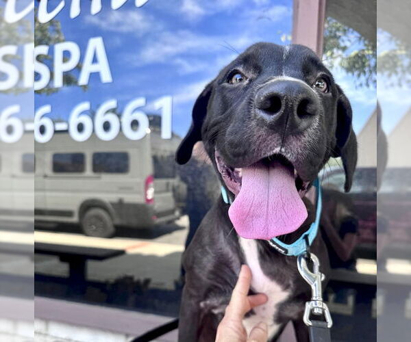 Medium Photo #2 Labrador Retriever-Unknown Mix Puppy For Sale in San Juan Capistrano, CA, USA